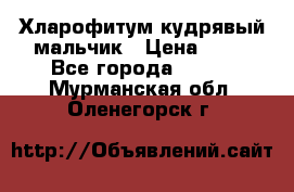 Хларофитум кудрявый мальчик › Цена ­ 30 - Все города  »    . Мурманская обл.,Оленегорск г.